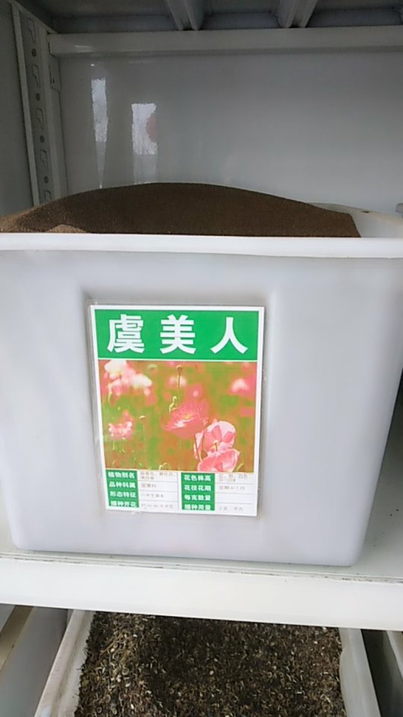 虞美人种子花卉种子新种花海热门种子
