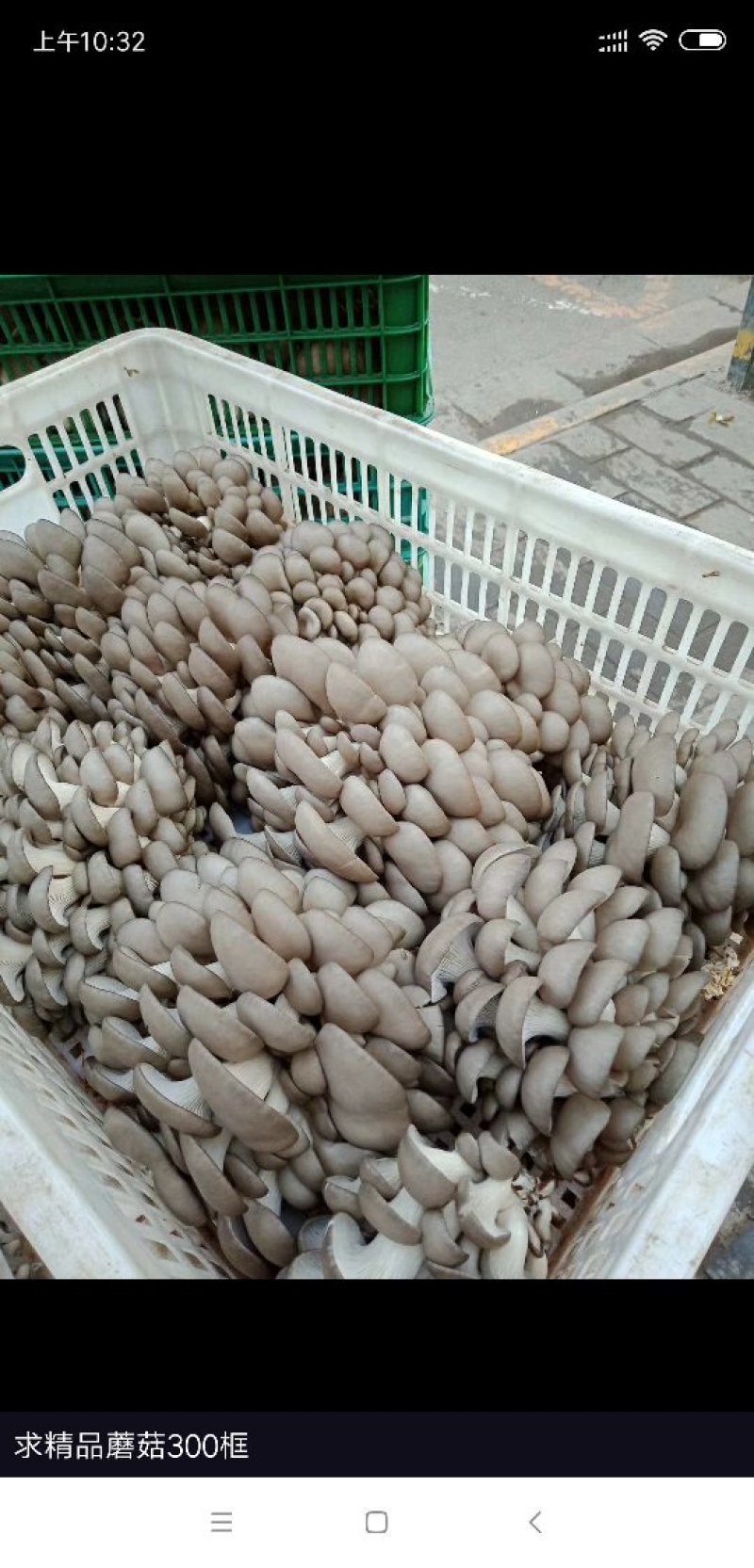 精品头茬平菇