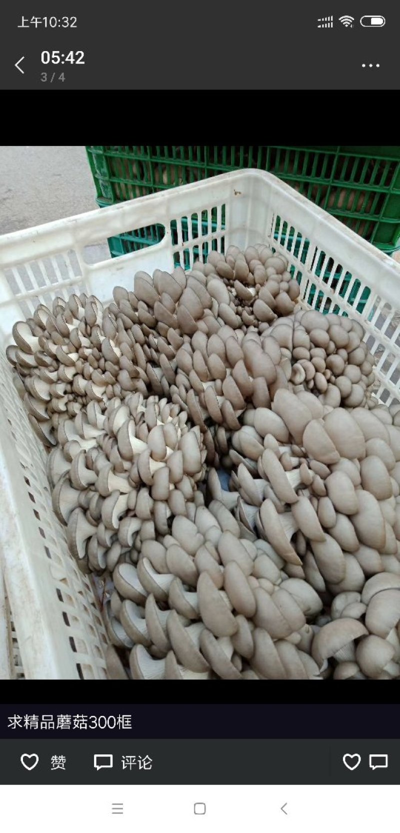 精品头茬平菇