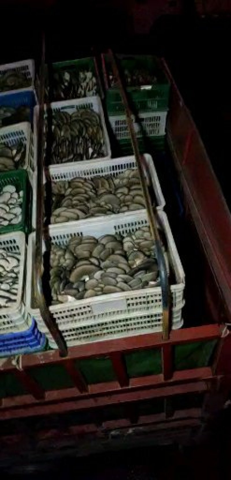 精品头茬平菇