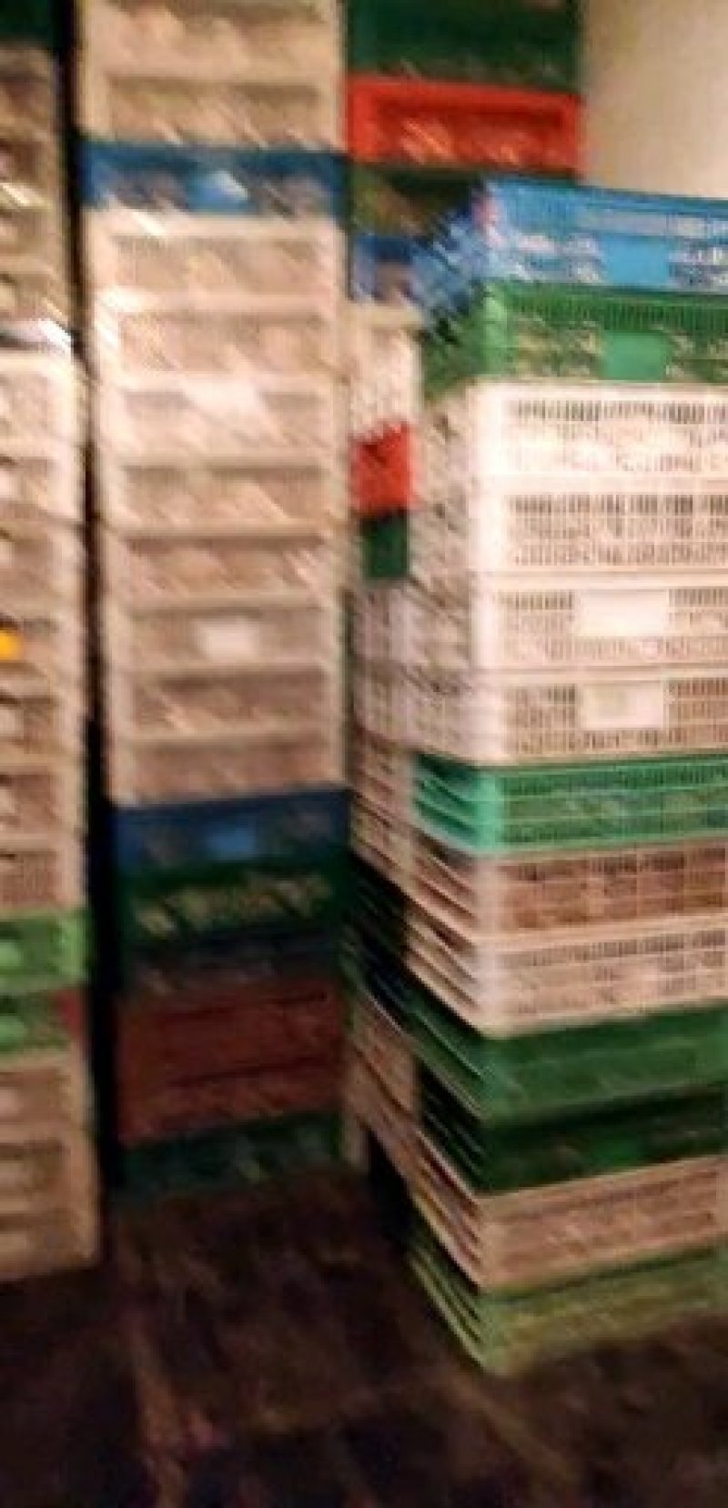 精品头茬平菇