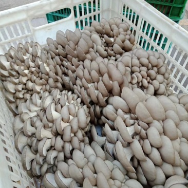 精品头茬平菇