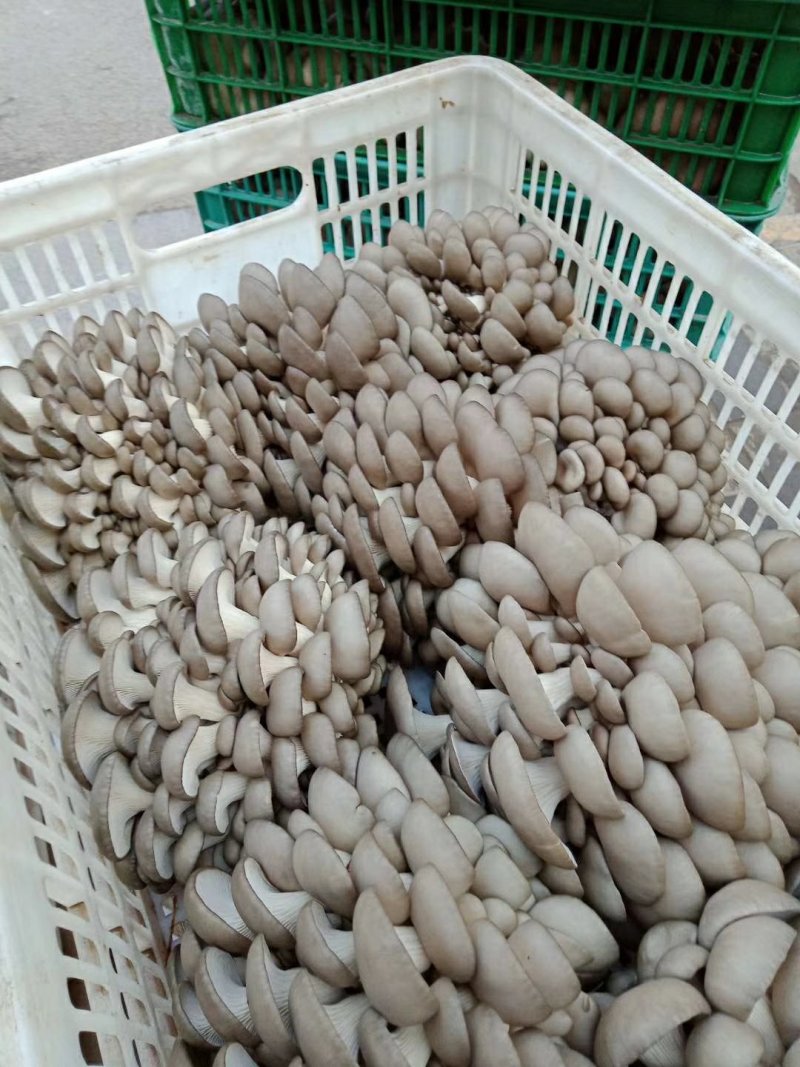 精品头茬平菇