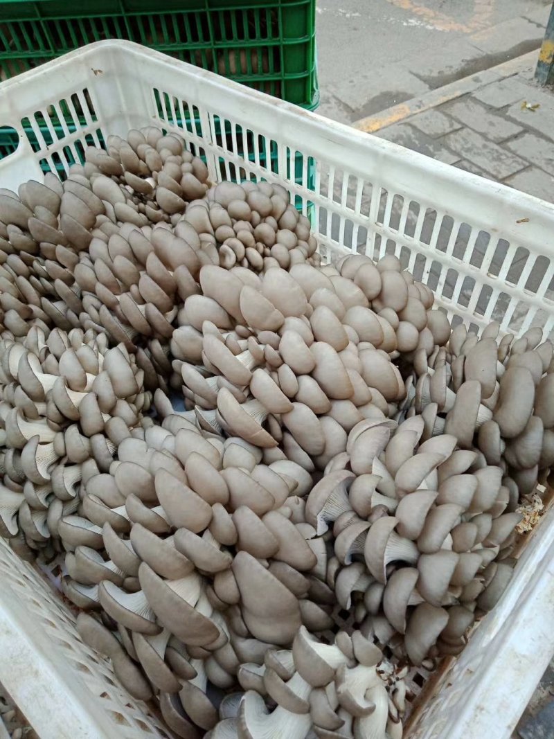 精品头茬平菇