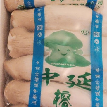 工厂化中延杏鲍菇