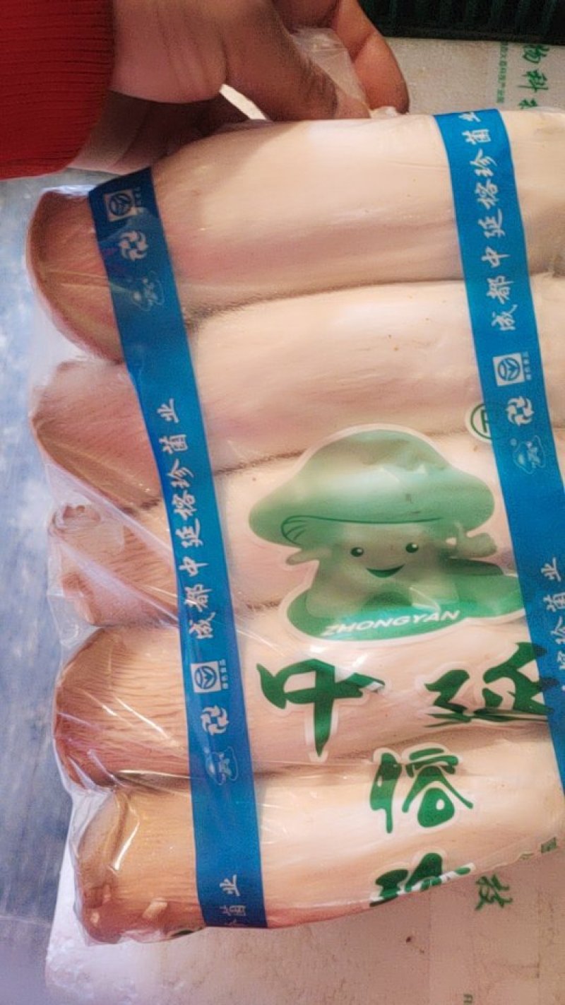 工厂化中延杏鲍菇