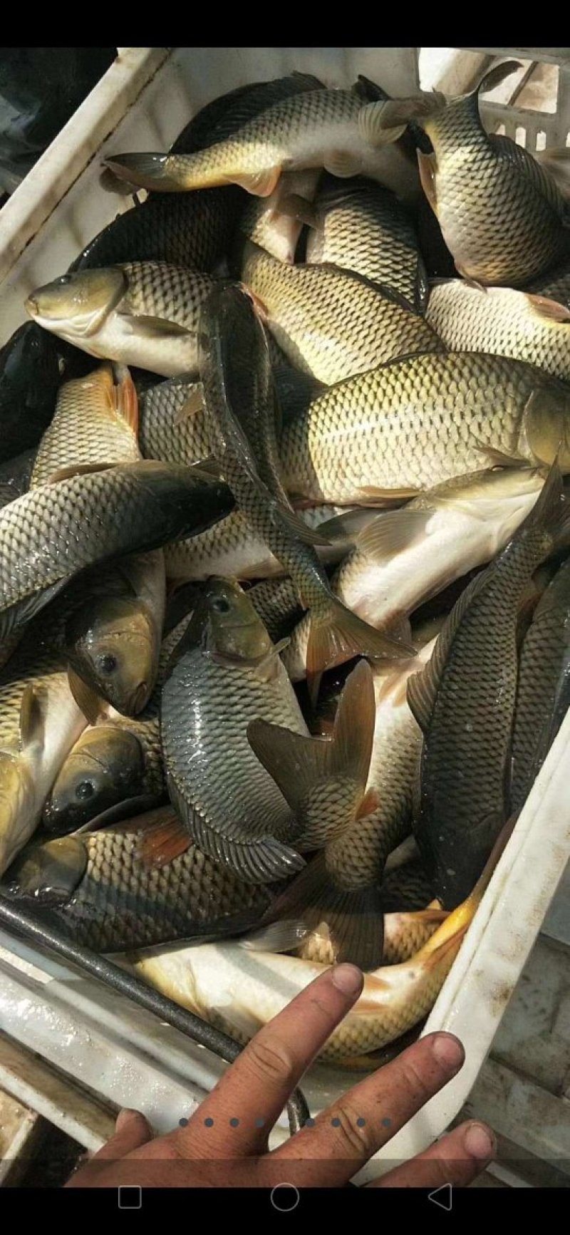 陕西合阳县黄河滩原塘鲤鱼，垂钓极品！