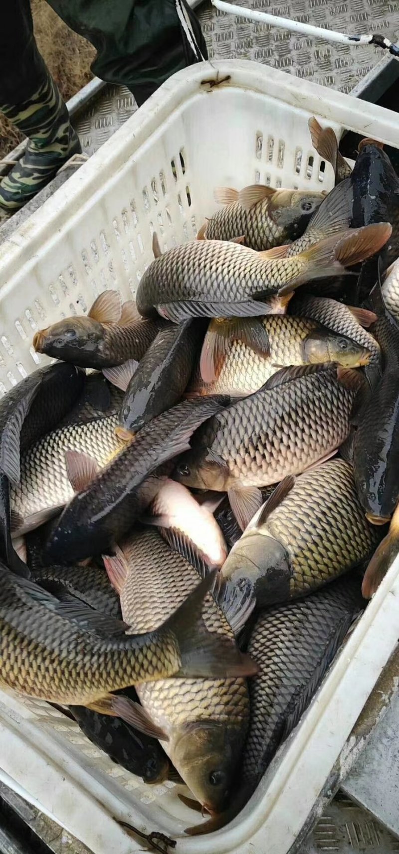陕西合阳县黄河滩原塘鲤鱼，垂钓极品！
