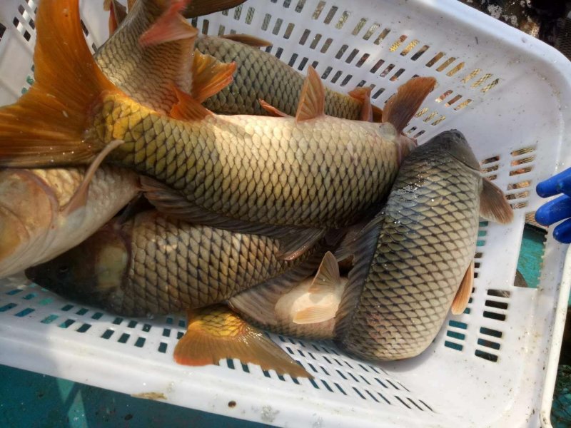 陕西合阳县黄河滩原塘鲤鱼，垂钓极品！