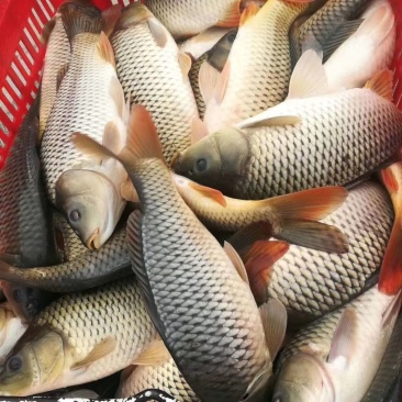 陕西合阳县黄河滩原塘鲤鱼，垂钓极品！