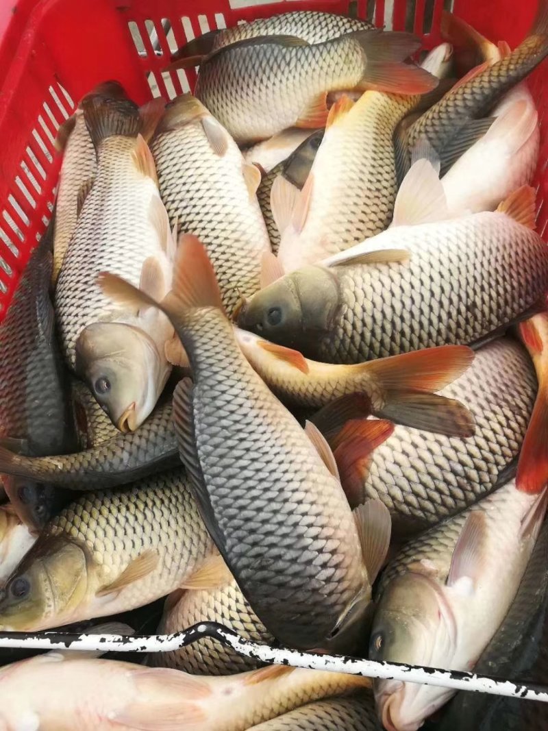 陕西合阳县黄河滩原塘鲤鱼，垂钓极品！