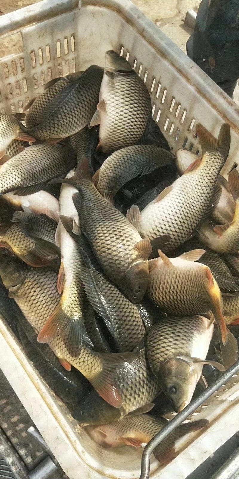 陕西合阳县黄河滩原塘鲤鱼，垂钓极品！