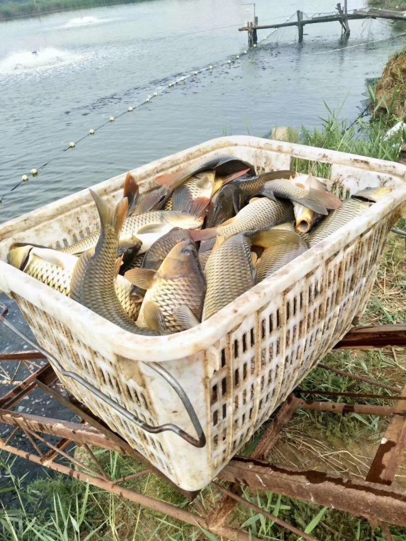 陕西合阳县黄河滩原塘鲤鱼，垂钓极品！
