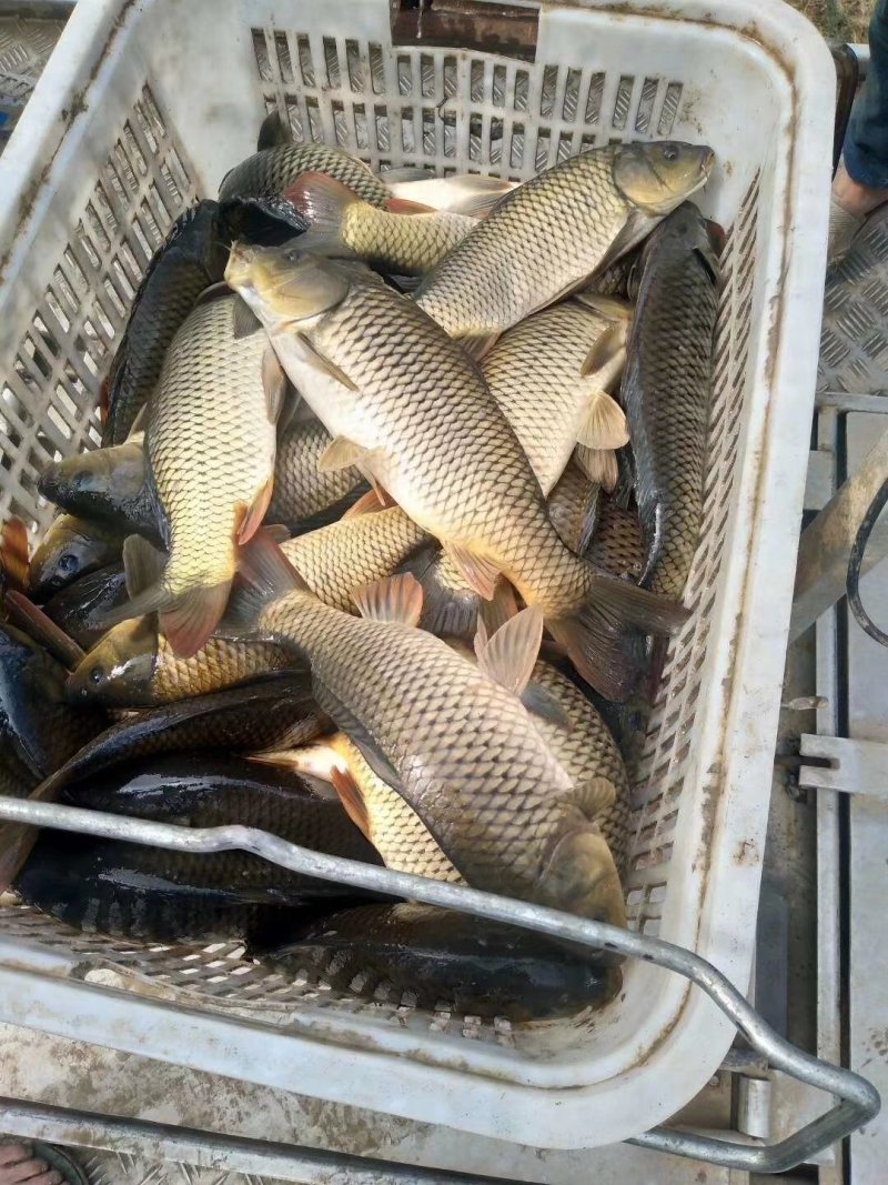 陕西合阳县黄河滩原塘鲤鱼，垂钓极品！