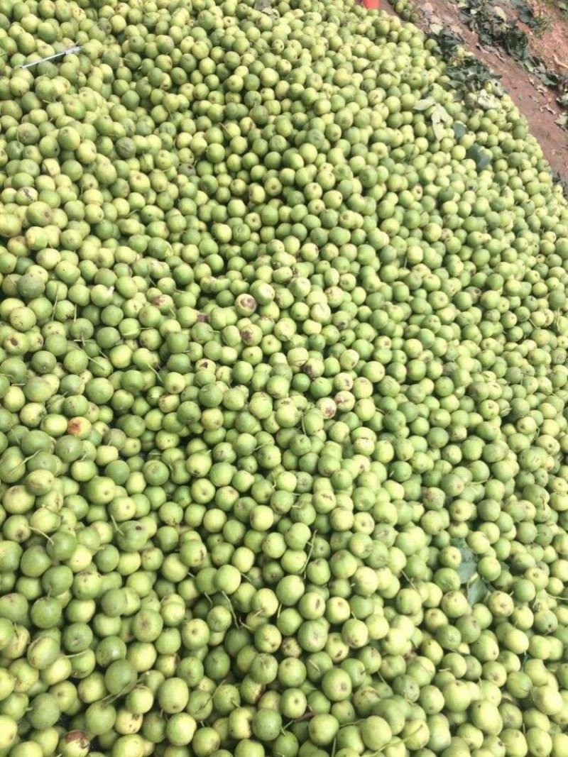 青皮核桃一手货源产地直发质量有保证可实地考察