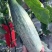 《山东潍坊羊角蜜甜瓜》《羊角脆甜瓜》《山东甜瓜精品甜瓜》