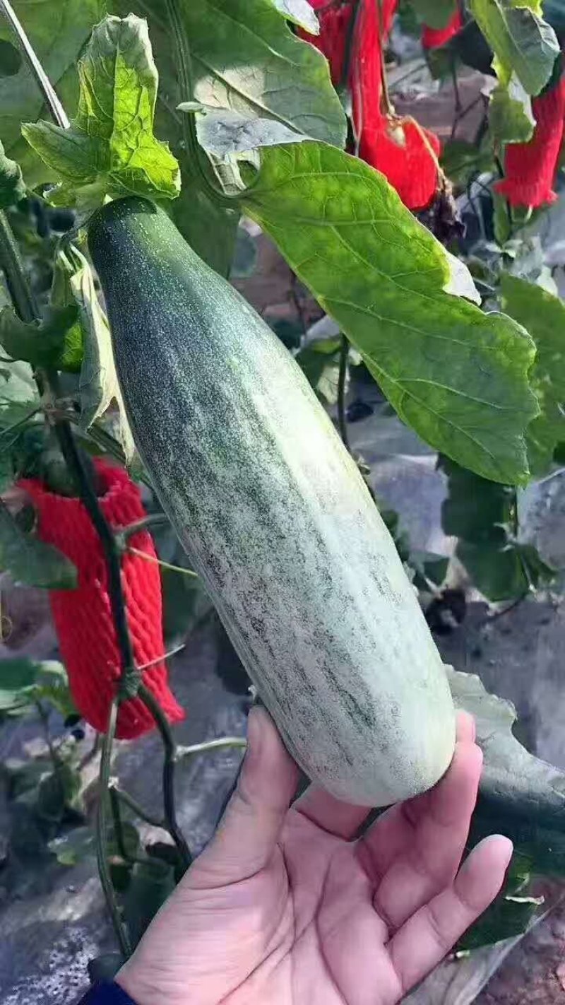 《山东潍坊羊角蜜甜瓜》《羊角脆甜瓜》《山东甜瓜精品甜瓜》