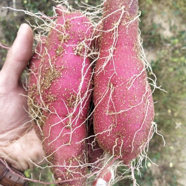 海南澄迈桥头地瓜产地种植量大从优