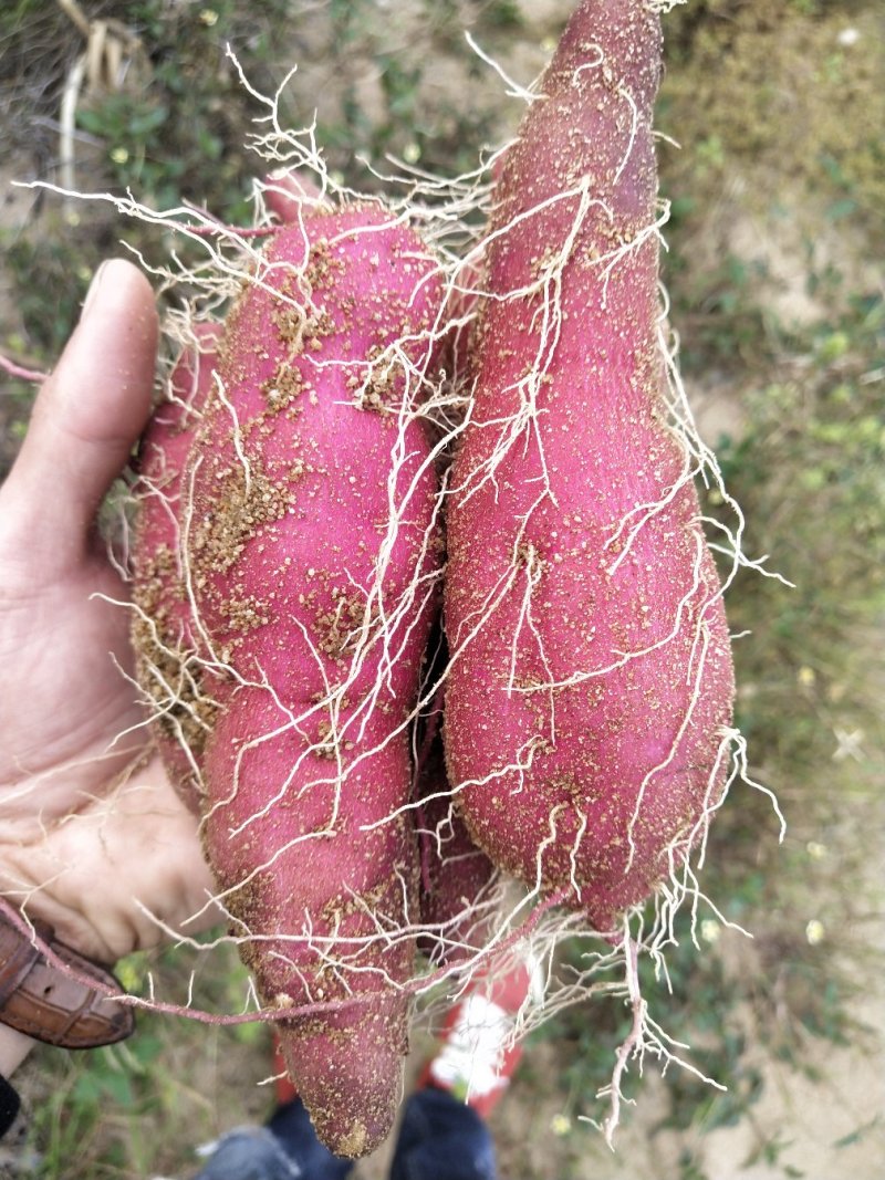 海南澄迈桥头地瓜产地种植量大从优