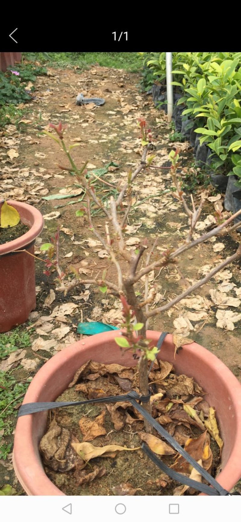 三角梅盆栽大型三角梅三角梅盆景三角梅花
