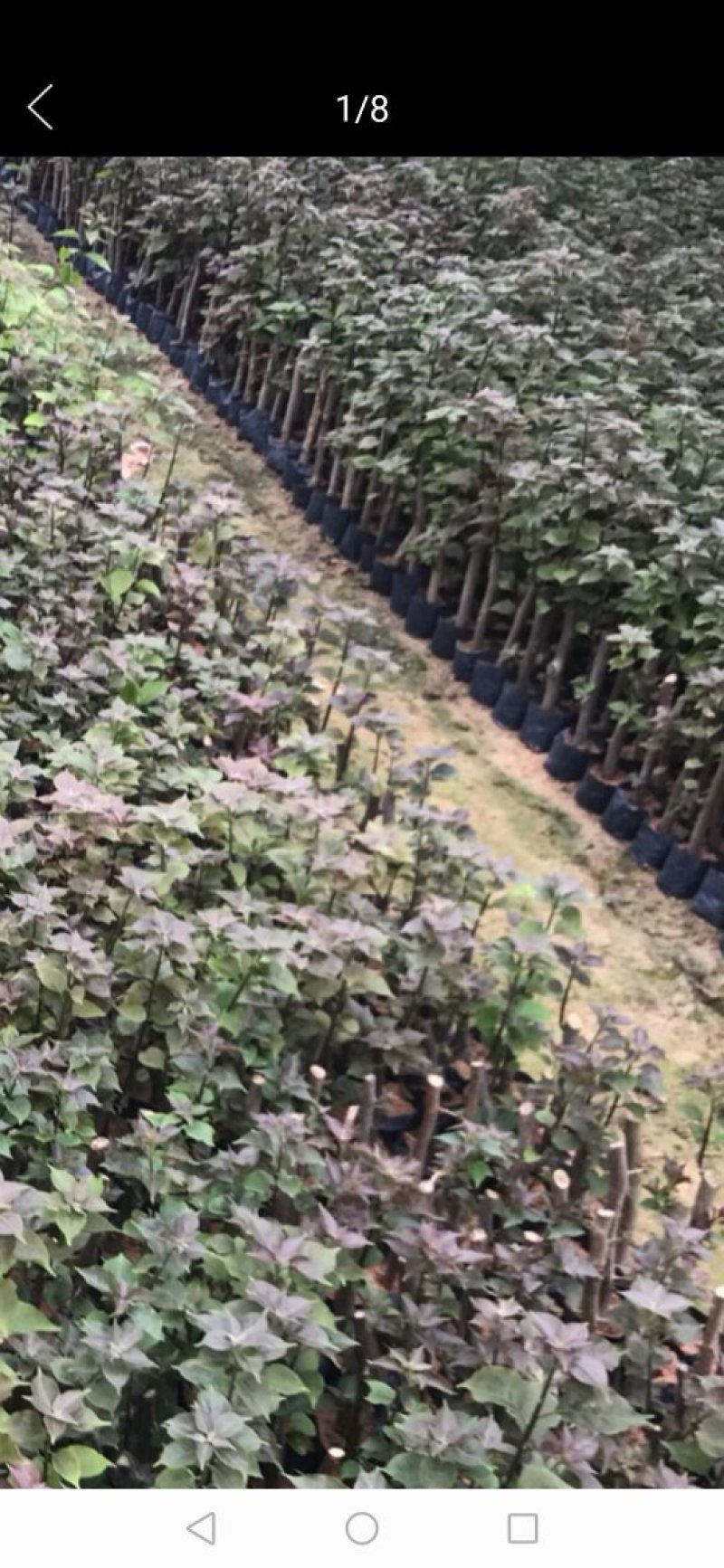 三角梅盆栽大型三角梅三角梅盆景三角梅花