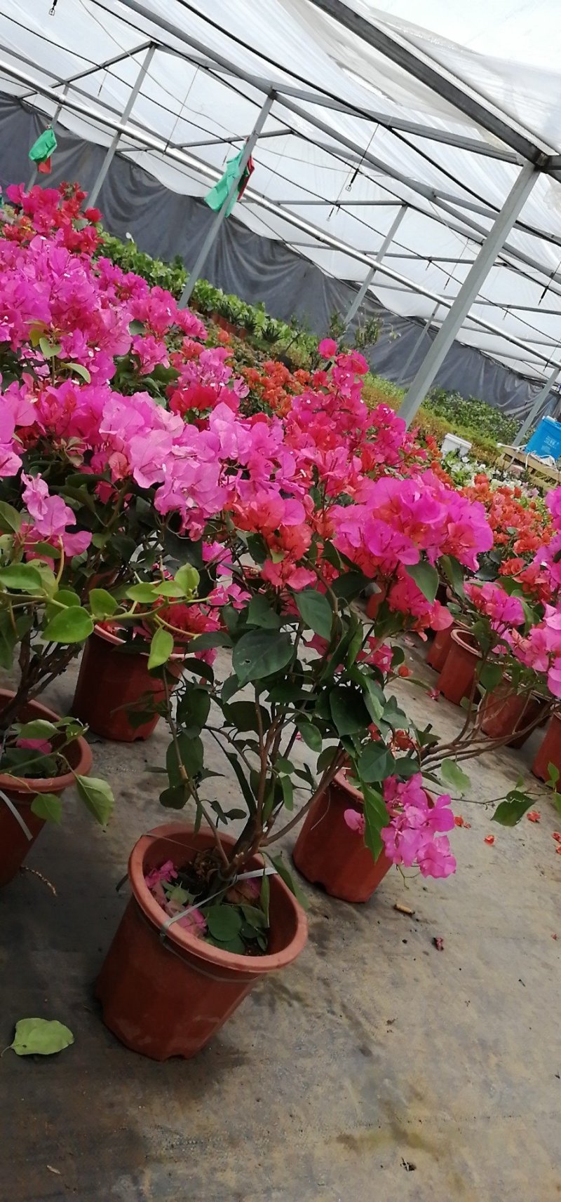 三角梅盆栽大型三角梅三角梅盆景三角梅花