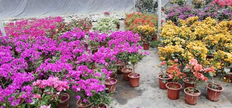 三角梅盆栽大型三角梅三角梅盆景三角梅花