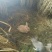 杂交野兔～种兔～肉兔～免费提供养殖技术
