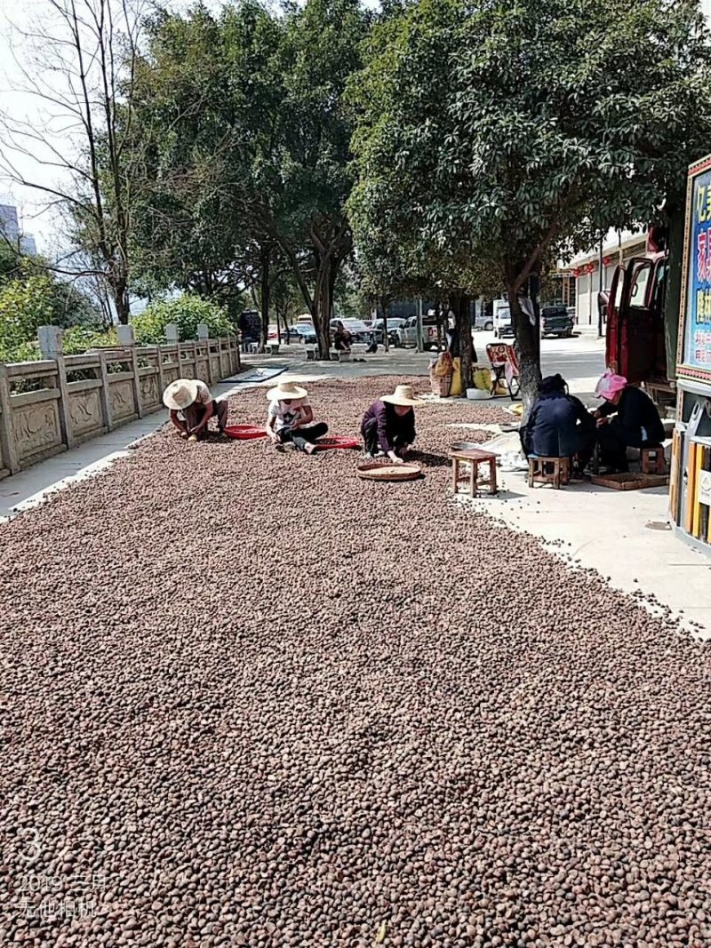 正宗山茶油。