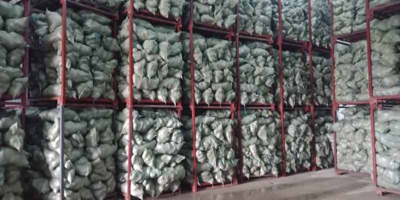 优质791青皮萝卜优质青萝卜一手货源青多白少
