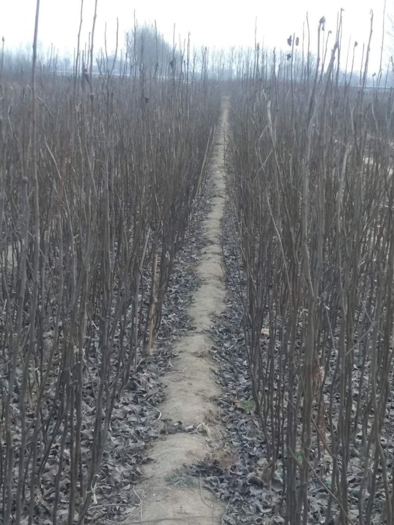 大量供应梨树苗苹果树苗桃树苗