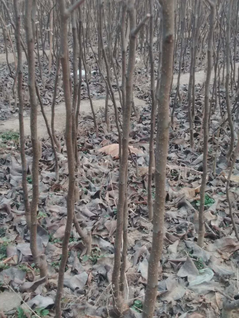 大量供应梨树苗苹果树苗桃树苗