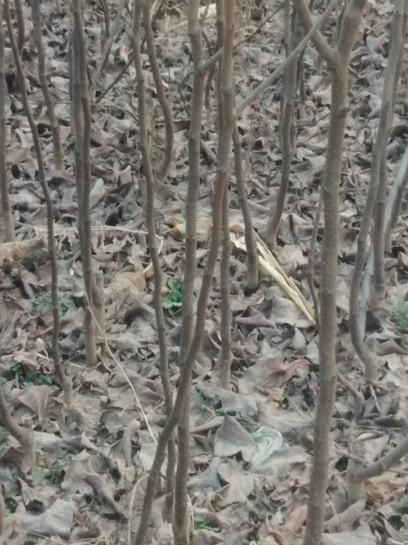 大量供应梨树苗苹果树苗桃树苗
