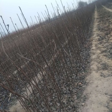 大量供应梨树苗苹果树苗桃树苗