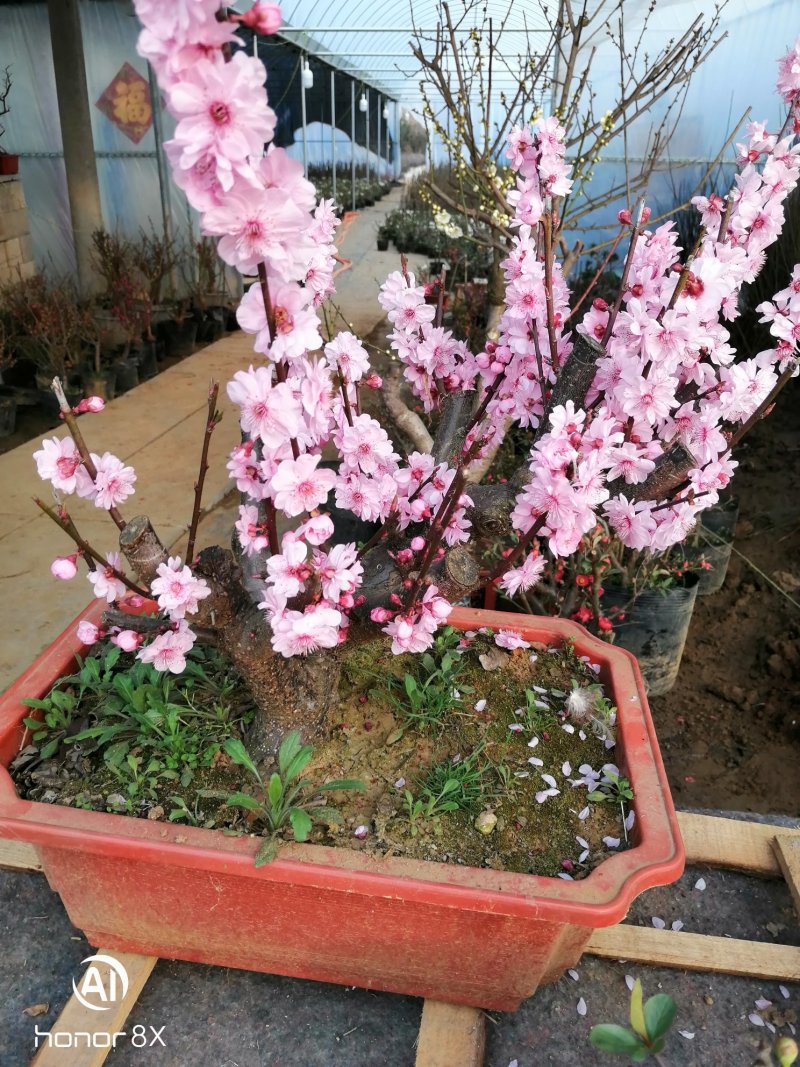 供应各种梅花盆栽，盆景，规格高度50厘米左右，一公分以上