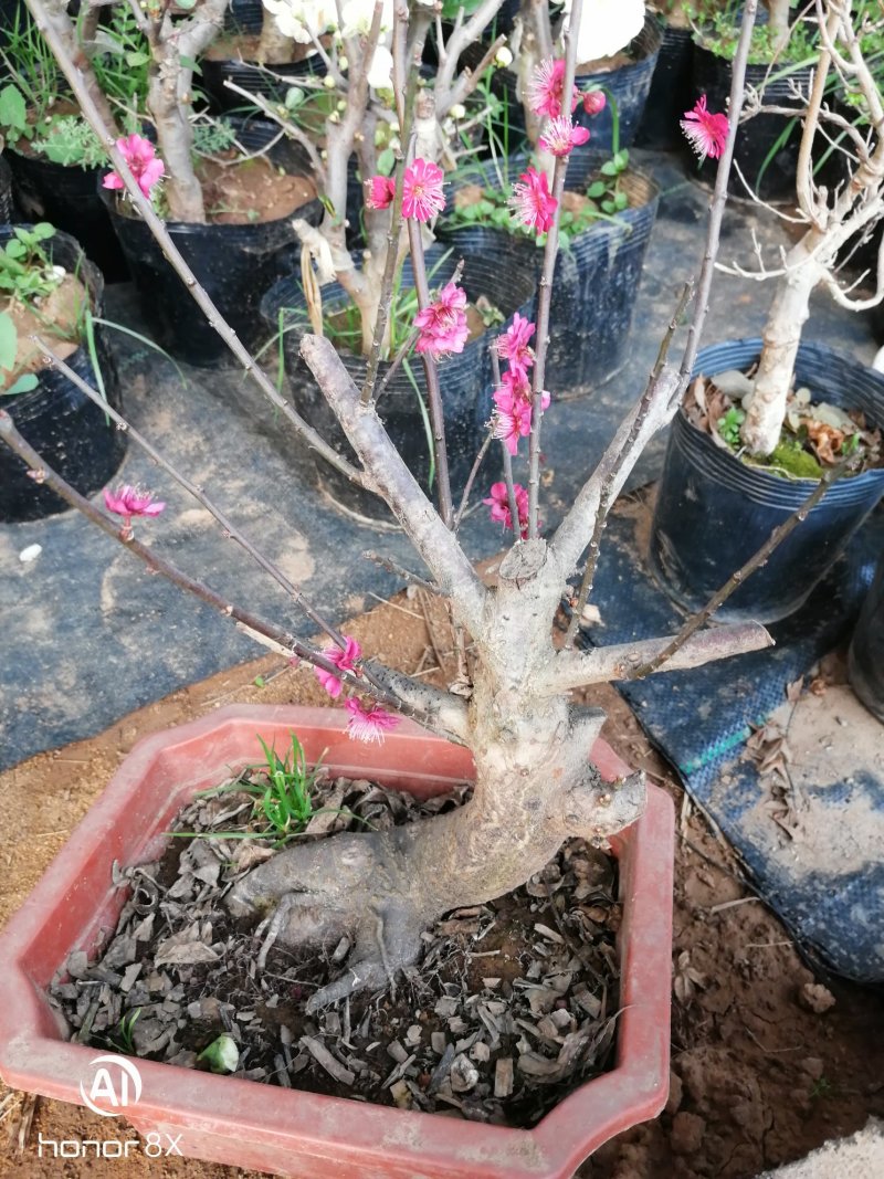 供应各种梅花盆栽，盆景，规格高度50厘米左右，一公分以上