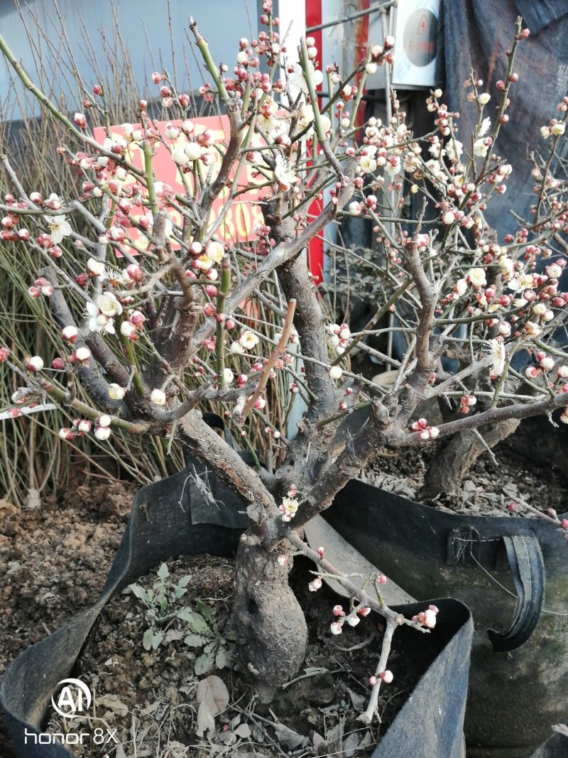 供应各种梅花盆栽，盆景，规格高度50厘米左右，一公分以上