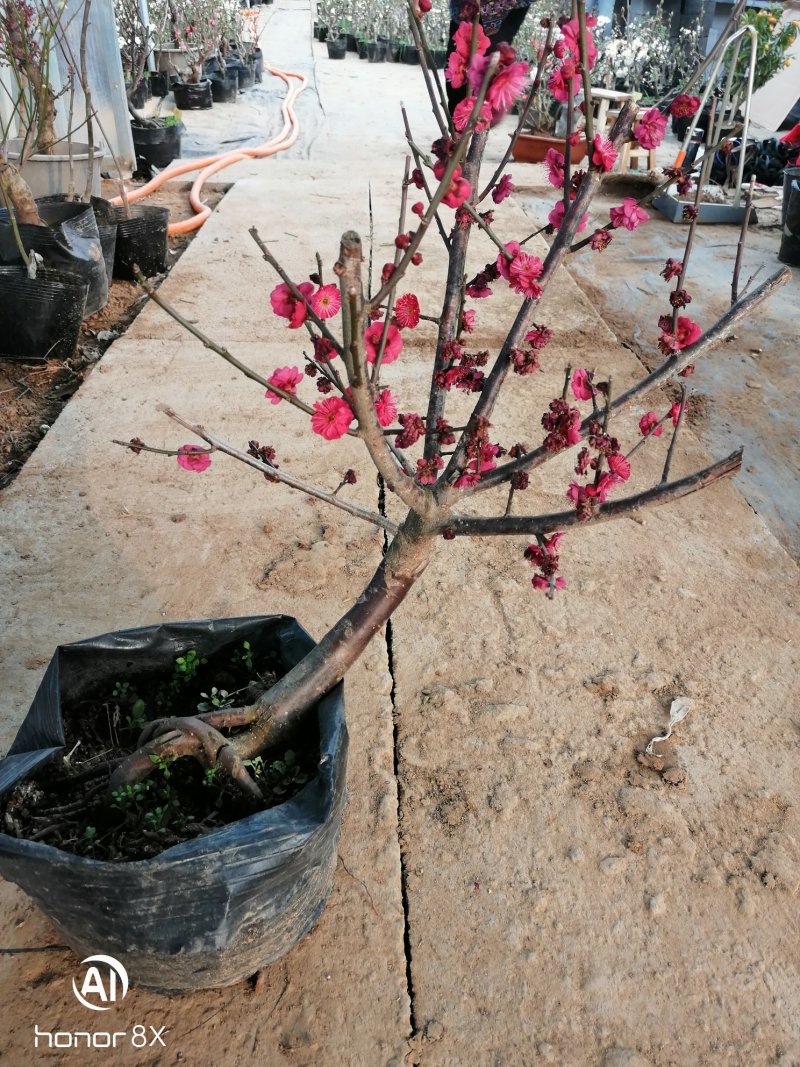 供应各种梅花盆栽，盆景，规格高度50厘米左右，一公分以上
