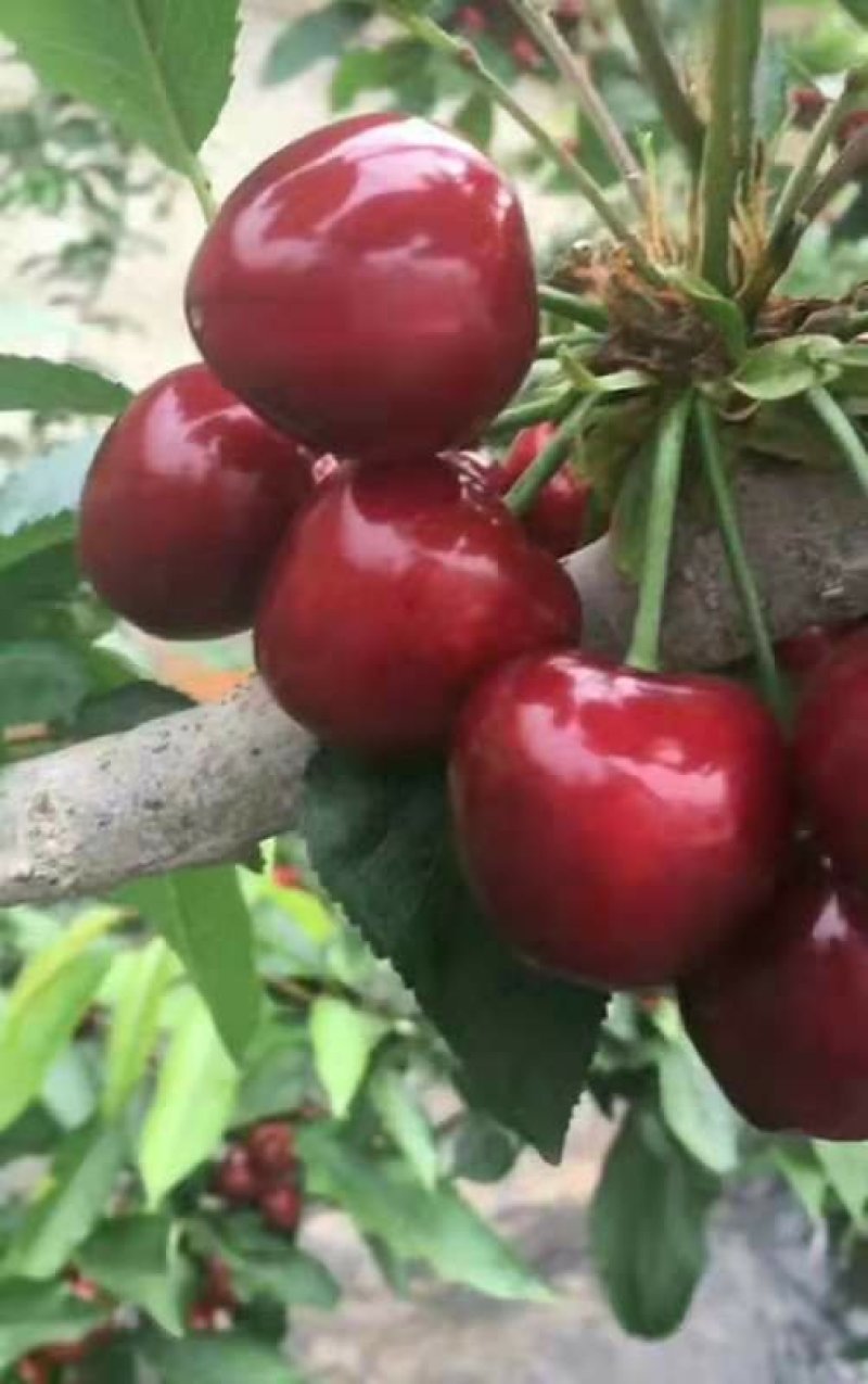 樱桃，红灯一手货源产地直发质量保证可实地考察