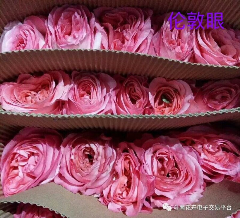 昆明鲜切花批发
