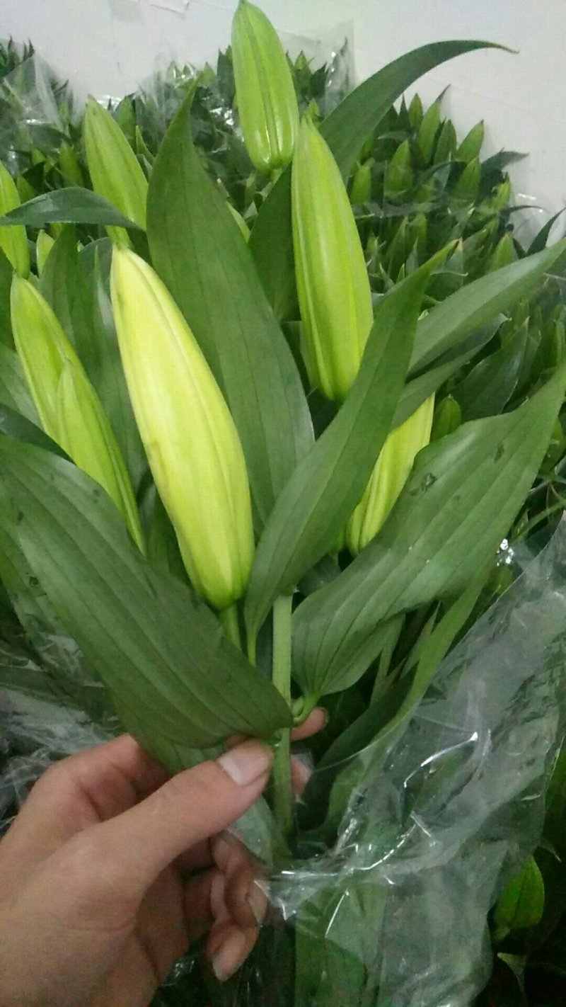 昆明鲜切花批发