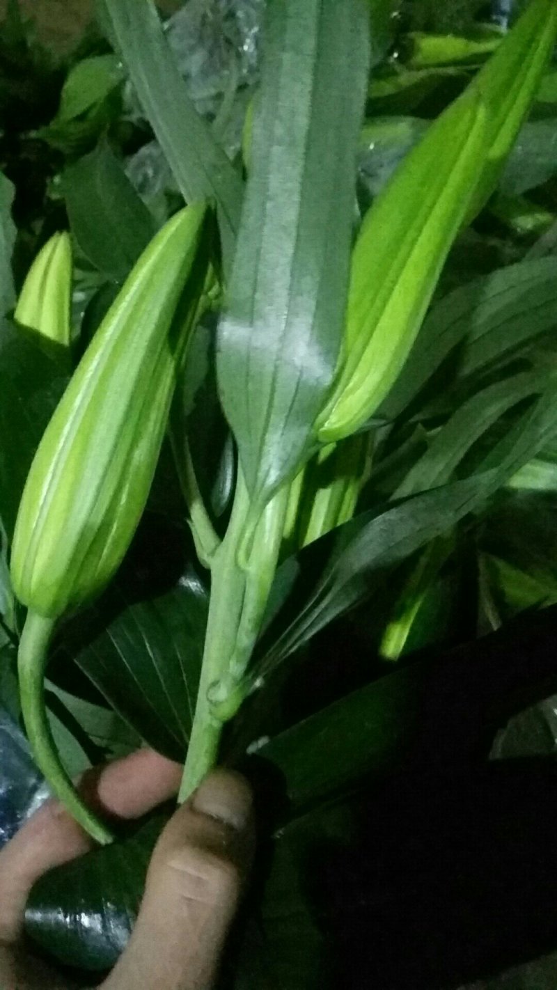 昆明鲜切花批发