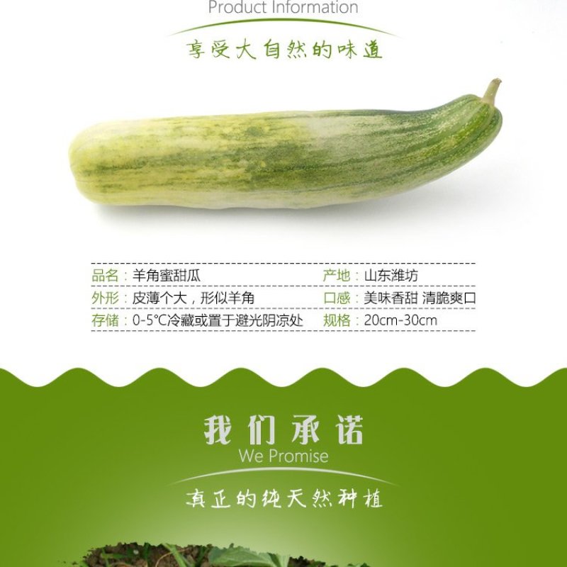 现货山东羊角蜜甜瓜五5斤装
