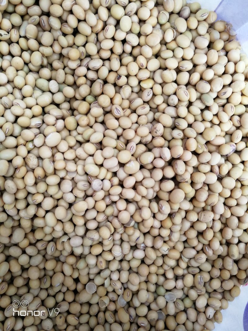 厂家适合全国黄豆大豆种子黄豆中黄系列惠丰产量高抗性好
