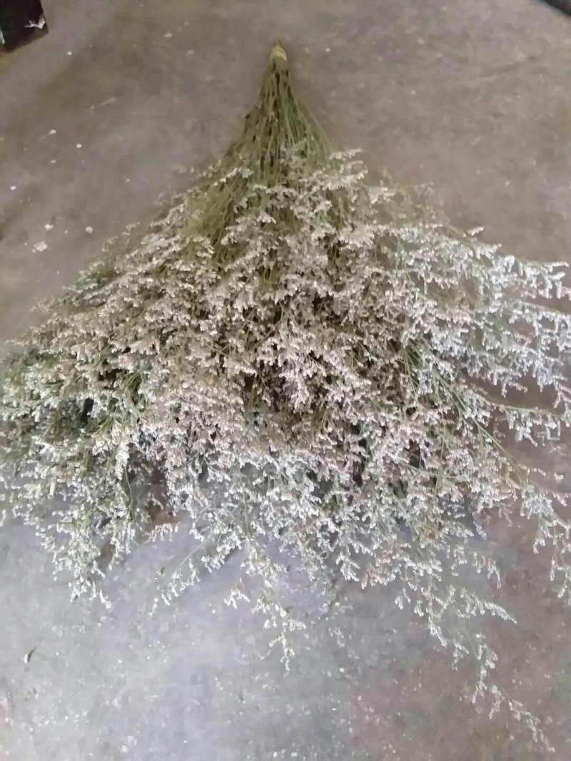 草花勿忘我，情人草，水晶草