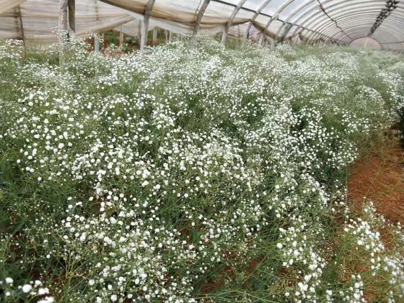 草花勿忘我，情人草，水晶草