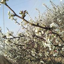 黄河蜜梨盛果期梨树树苗出售数量不多