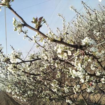 黄河蜜梨盛果期梨树树苗出售数量不多