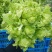 包儿菜