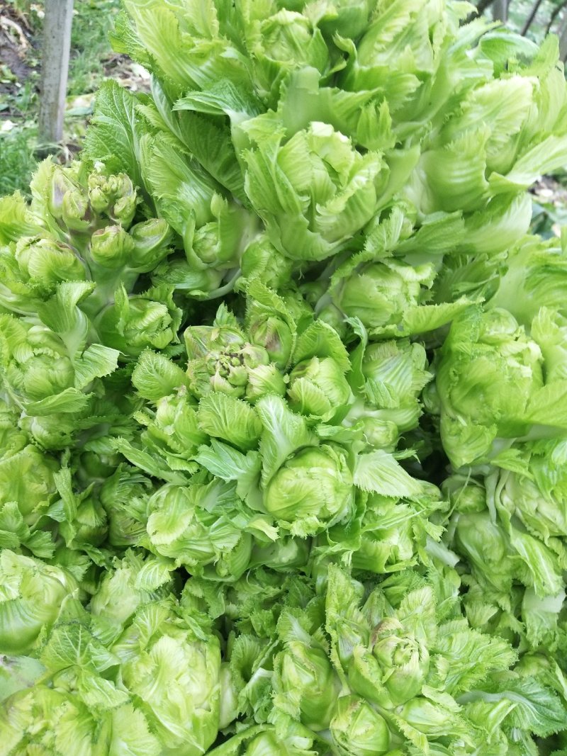 包儿菜